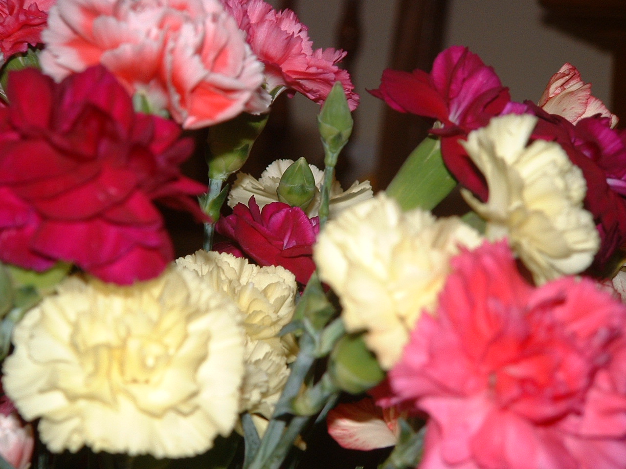 [carnations+010.jpg]