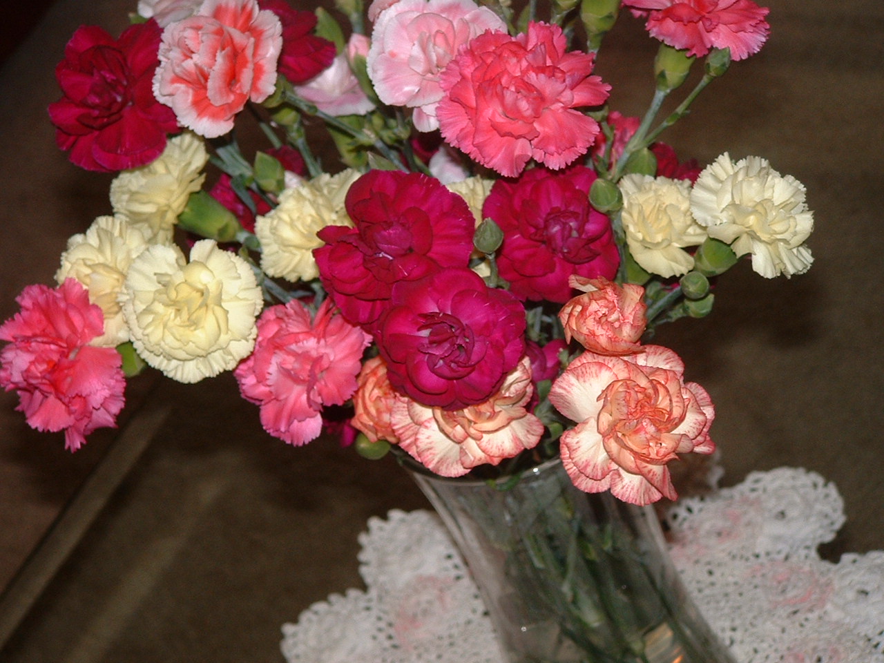 [carnations+003.jpg]