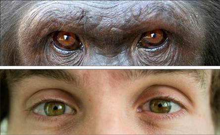 [olho+homem+chimp.bmp]