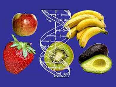 [DNA+morango+banana+maçã.jpg]