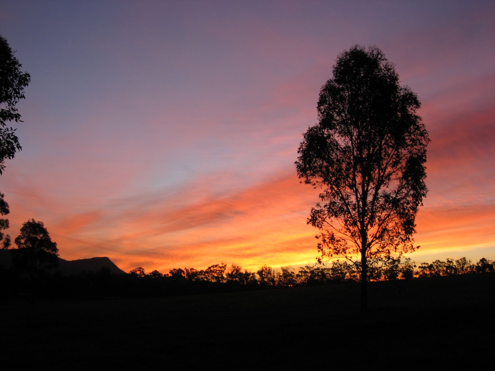[Sunset+Tree+(1).jpg]