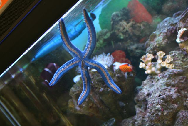 [starfish.jpg]