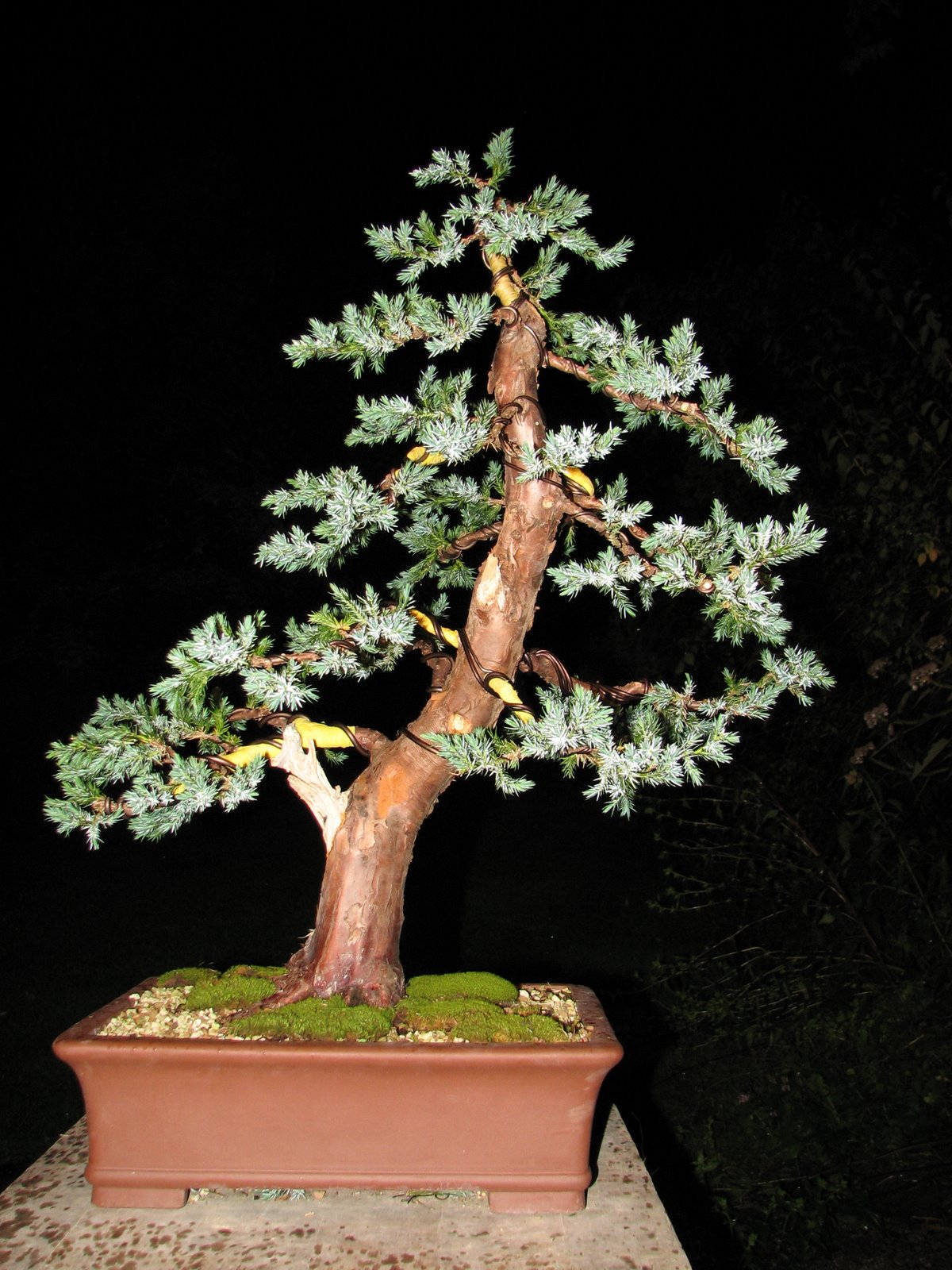 [Juniperus+SQ.M.+1.jpg]