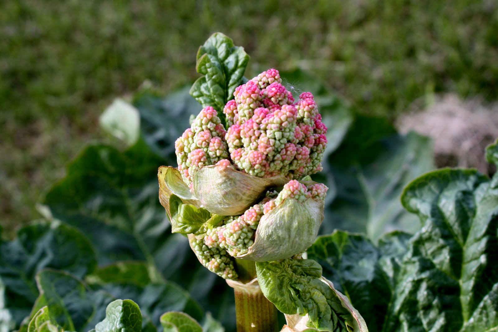 [rhubarb+in+flower+-+01.JPG]
