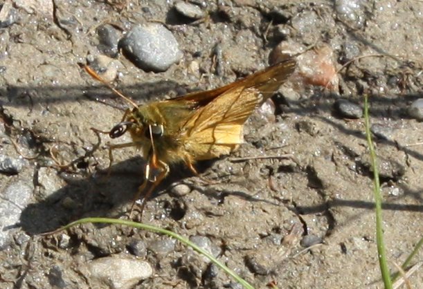 [browngold+butterfly+moth+-+4.JPG]