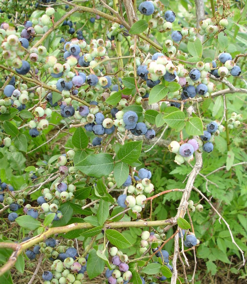 [blueberries_01.jpg]