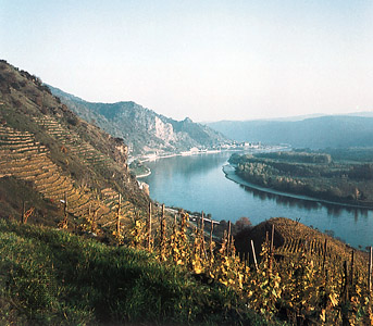 [Austria+vineyards.jpg]