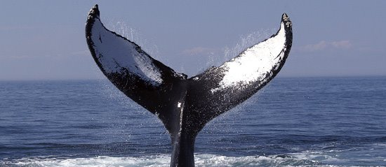 [8-Whale-Watching-Tail-Stock.jpg]