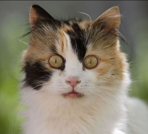 [cats-calico-lots-white-med.jpg]