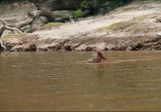 Livro mostra fotos de orangotango nadando