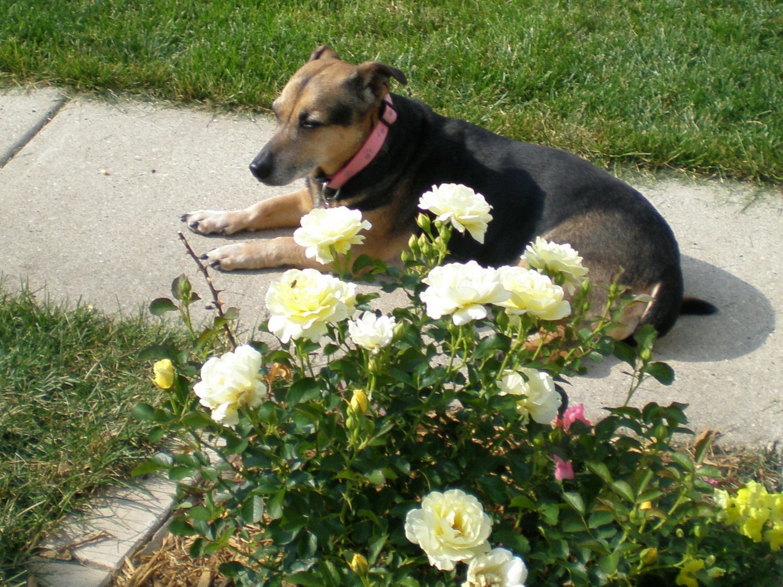 [lucy+and+flowers.JPG]