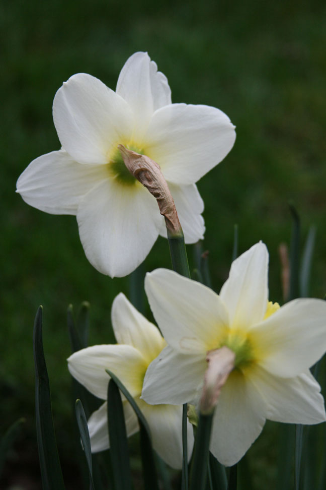 [daffodils+5.jpg]