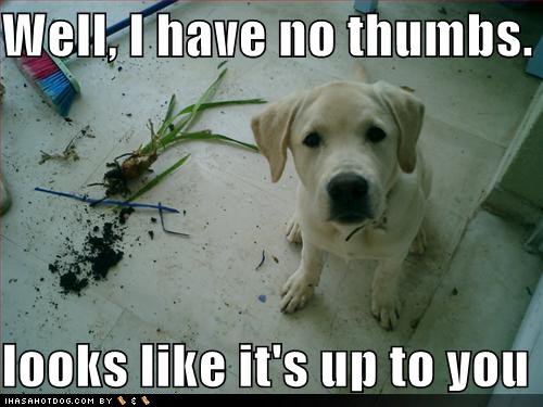 [cute-puppy-pictures-dead-plant-no-thumbs.jpg]