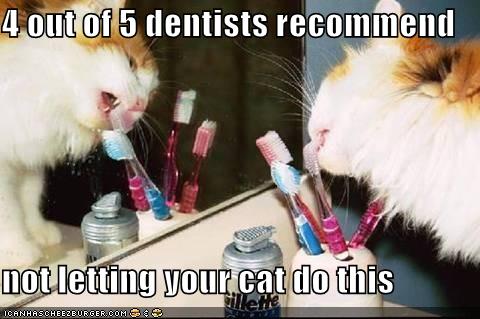 [funny-pictures-cat-eats-toothbrush-bathroom.jpg]