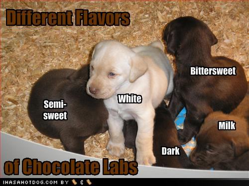 [cute-puppy-pictures-delicious-chocolate-labs.jpg]