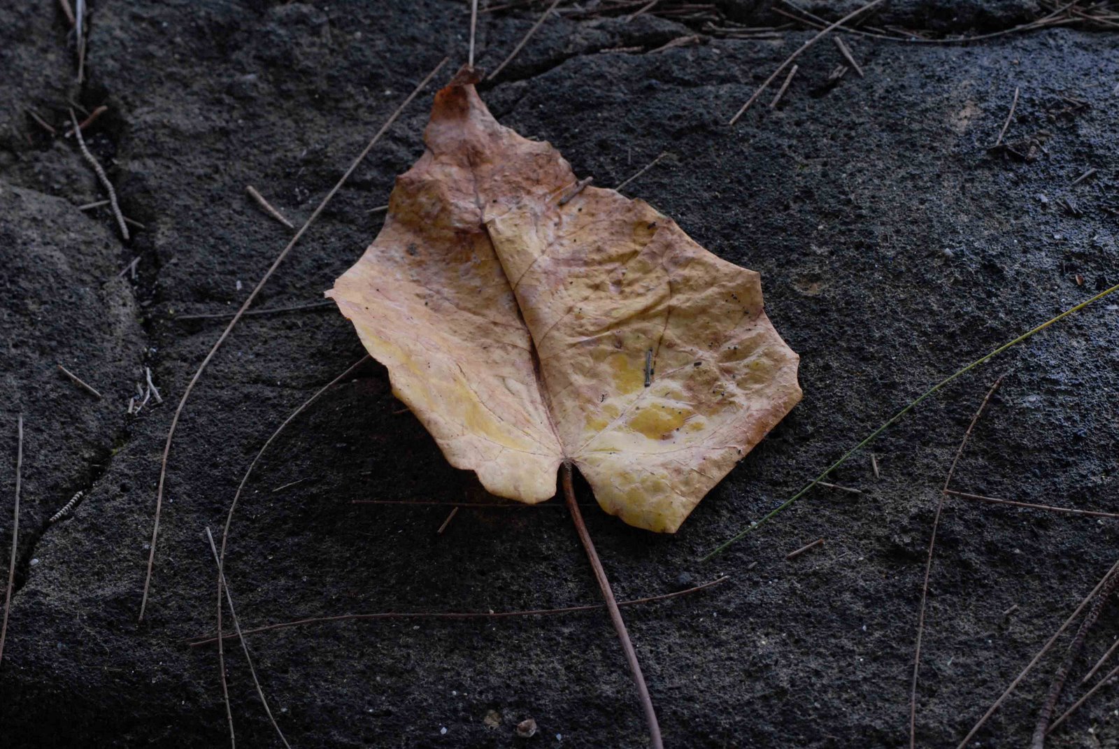 [leaf+on+lava.jpg]