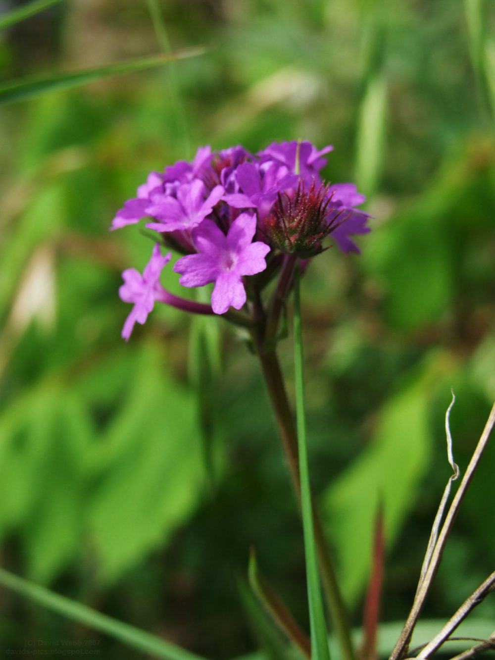 [Purple+Wildflower+weed+flowers+purple+flower+with+Green+grass.jpg]