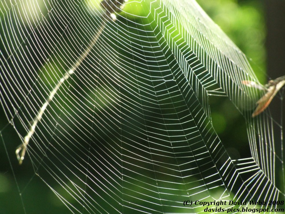 [Spider+Web+Close+Up.jpg]