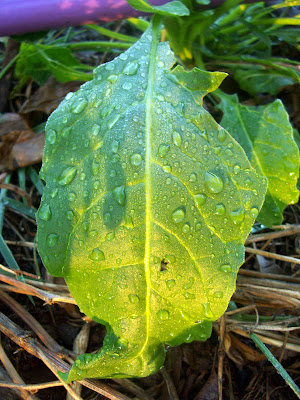 photo of silverbeet leaf with water droplets