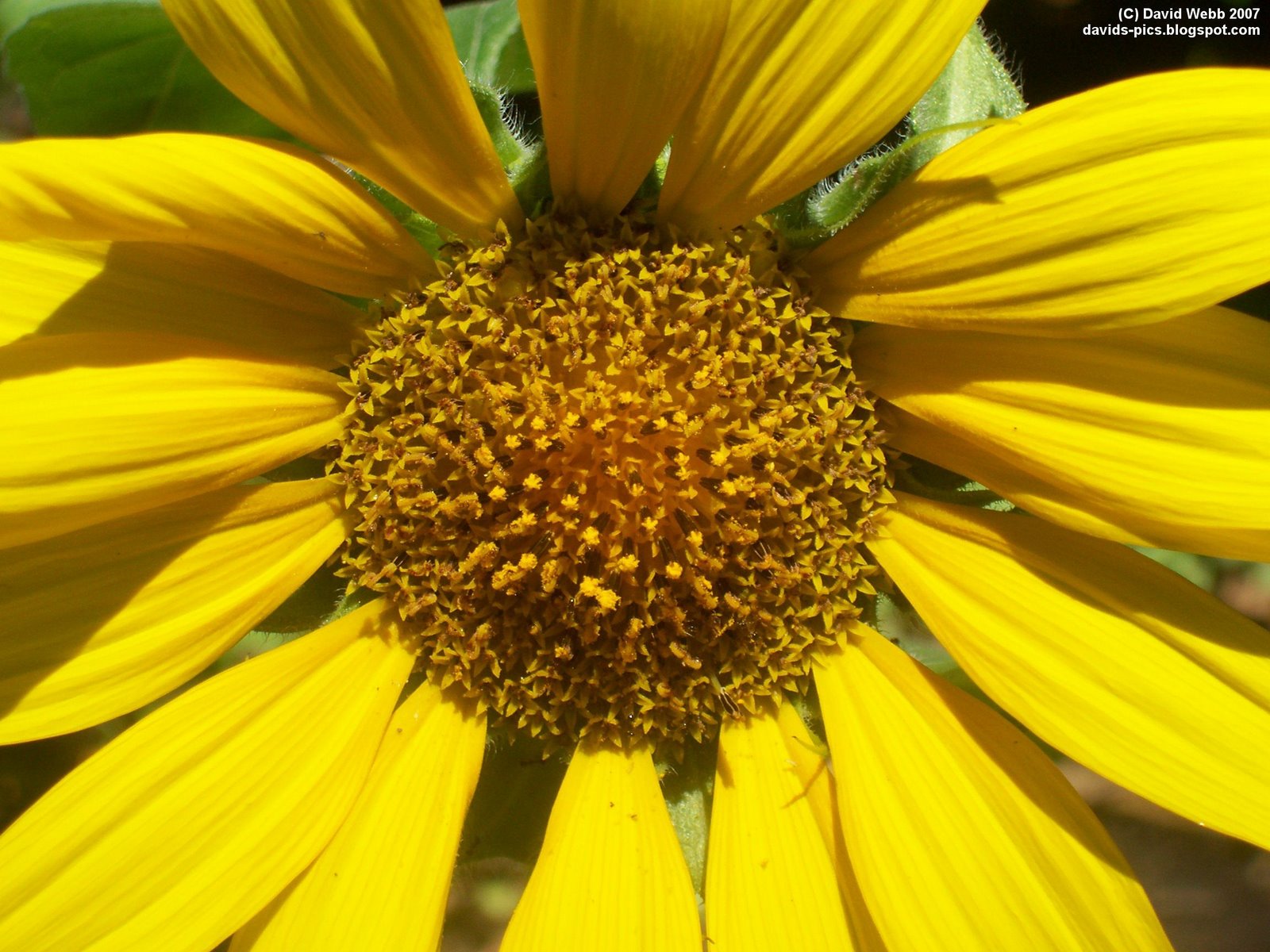 [Sunflower+Close+Up.JPG]