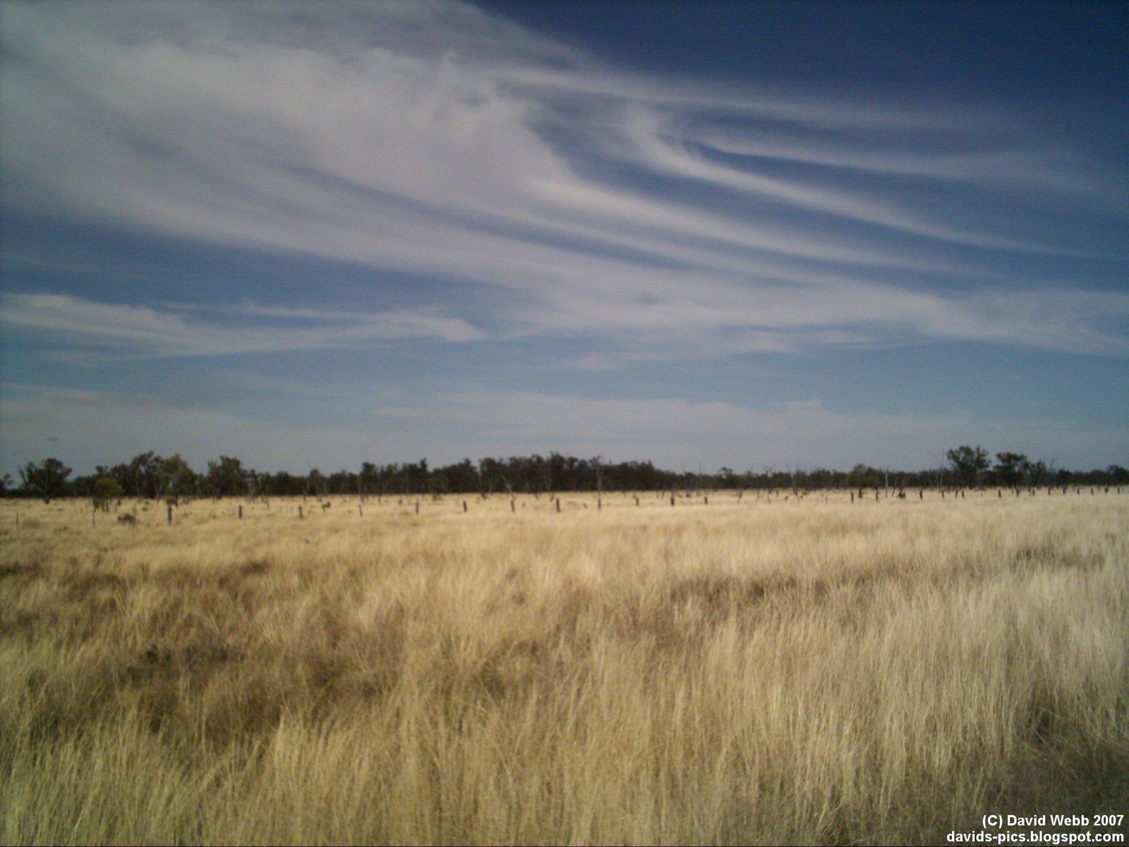 dry Australian landscape grazing field