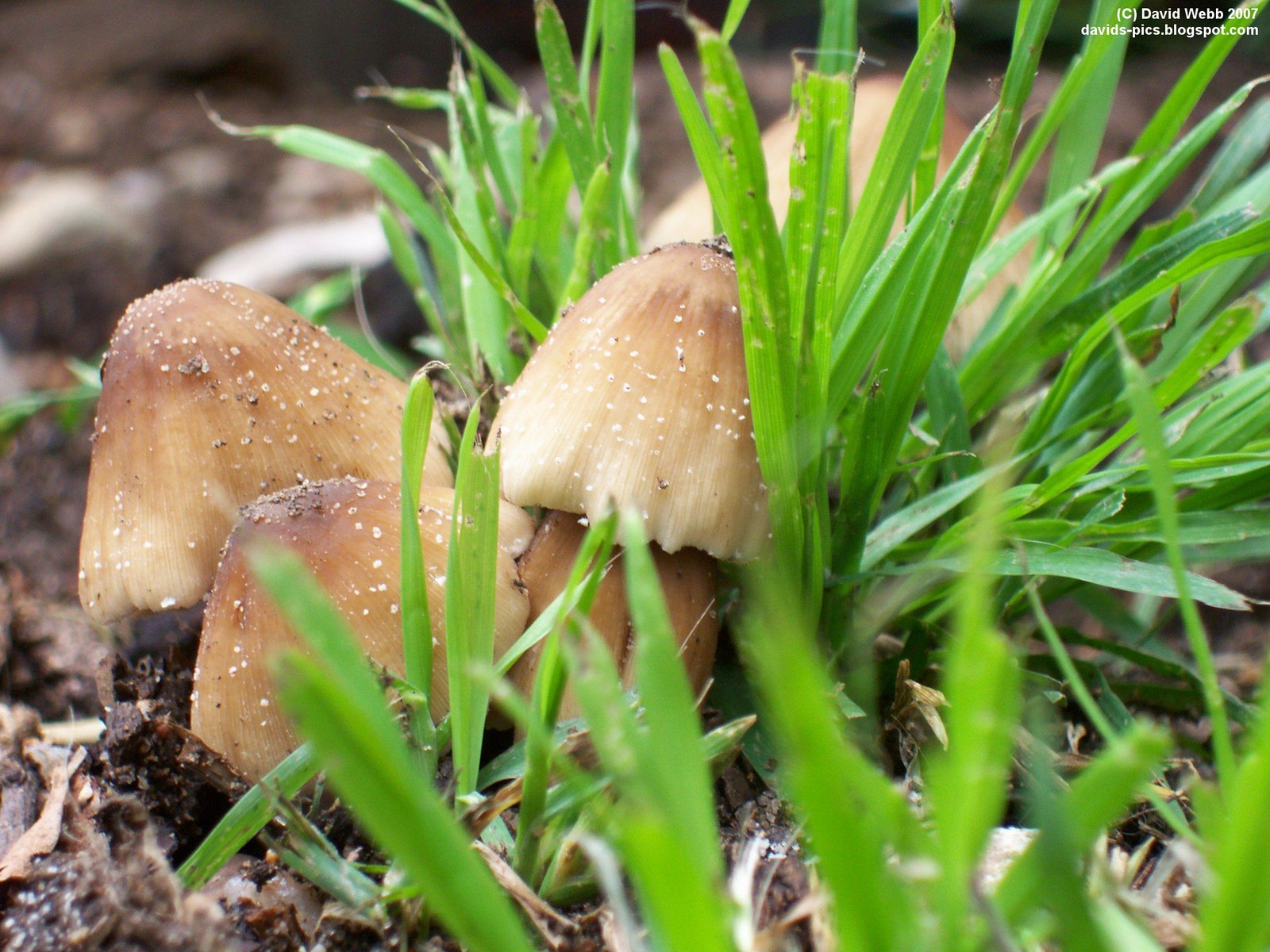[Small+White+mushrooms+in+green+grass+close+up+macro.jpg]