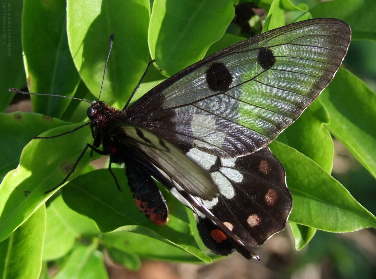 [Dainty+Birdwing+Butterfly+Close+Up.jpg]