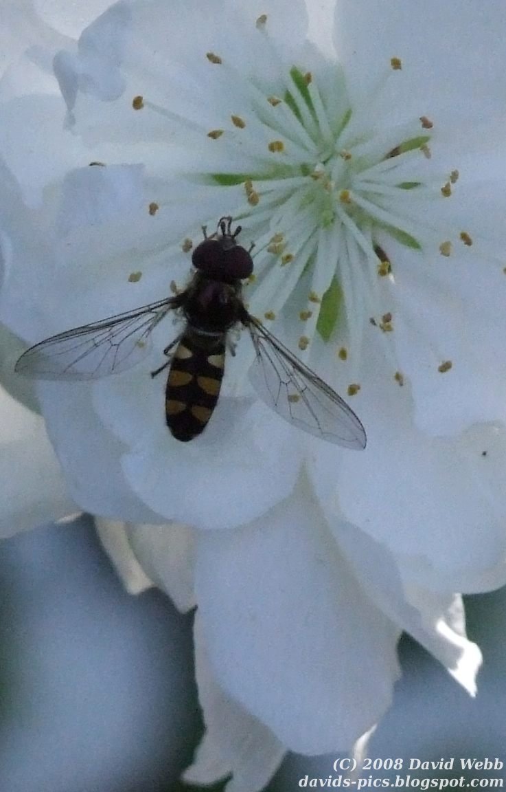 australian native bee landing on a white peach blossom in spring