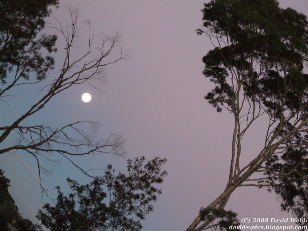 [Moon+and+Trees+at+Sunset+-+tilted.jpg]