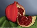 [pomegranate.jpg]
