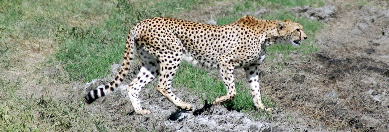 [cheetah1.jpg]