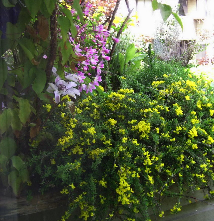 [broom+vancouver+gold+_lewisia_clematis+nelly+moser.jpg]