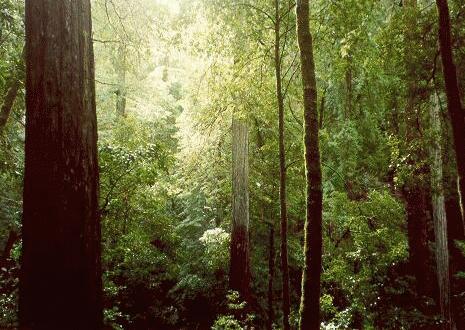 [redwood[1].jpg]