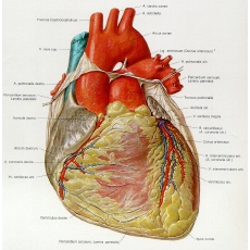 [human+heart.jpg]