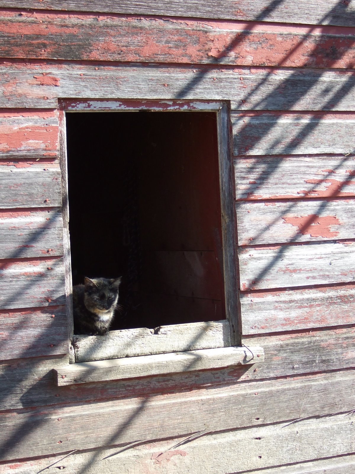 [Kvam+Farm--cat+in+window+II.JPG]