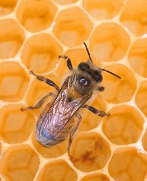 [honey+bee.jpg]