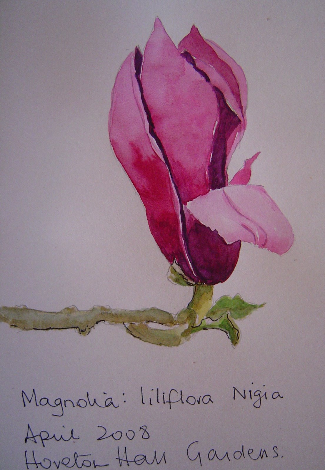 [Magnolia+liliflora+nigia+wc.JPG]