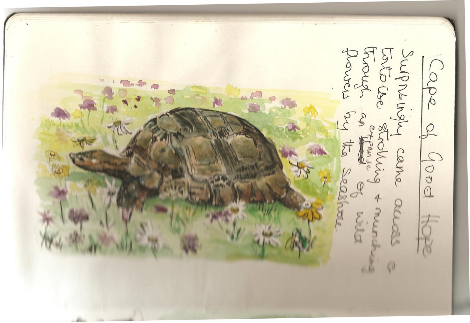 [tortoise+sketch.jpg]