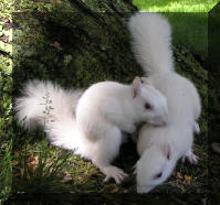 [White_Squirrel_03.jpg]