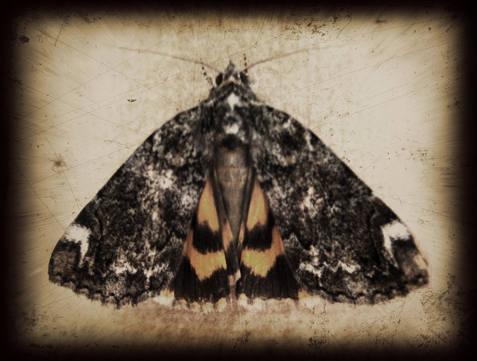 [moth+copy.jpg]