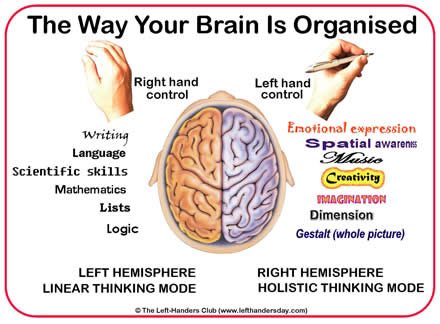 [brainorganization.jpg]