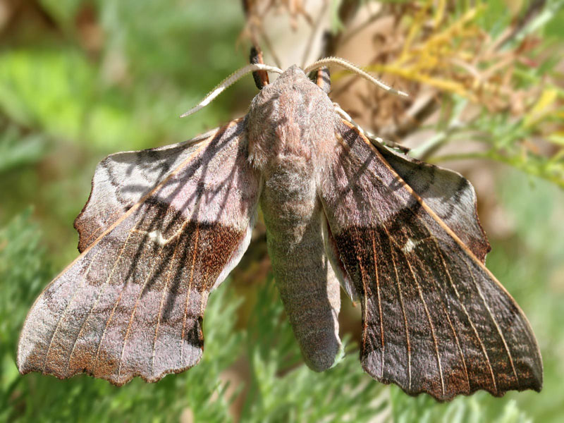 [brown-hawk-moth.jpg]