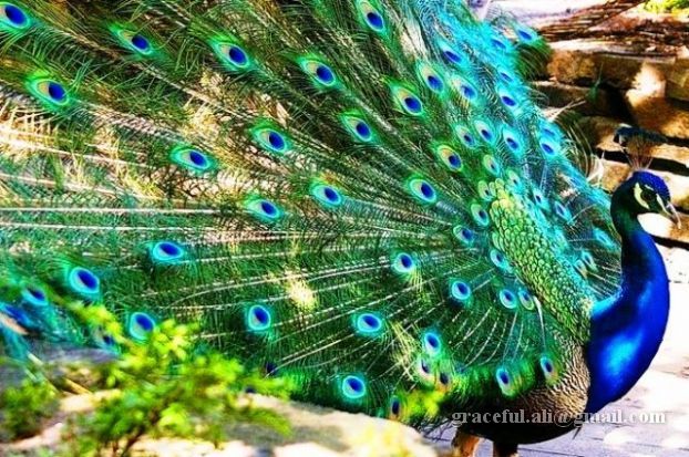 [Beautiful+Peacocks2.jpg]