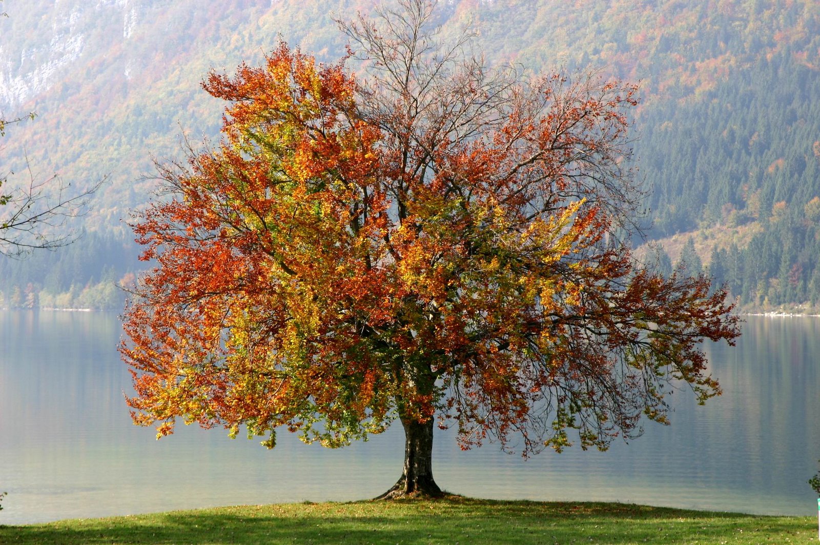 [autumn+tree.jpg]