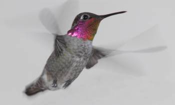 [hummingbird+close+r.jpg]