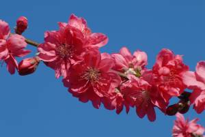 [Peach+Blossoms.jpg]