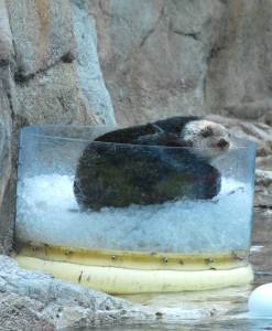 [Otter+on+Ice+r.jpg]