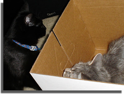 Cat In a Box
