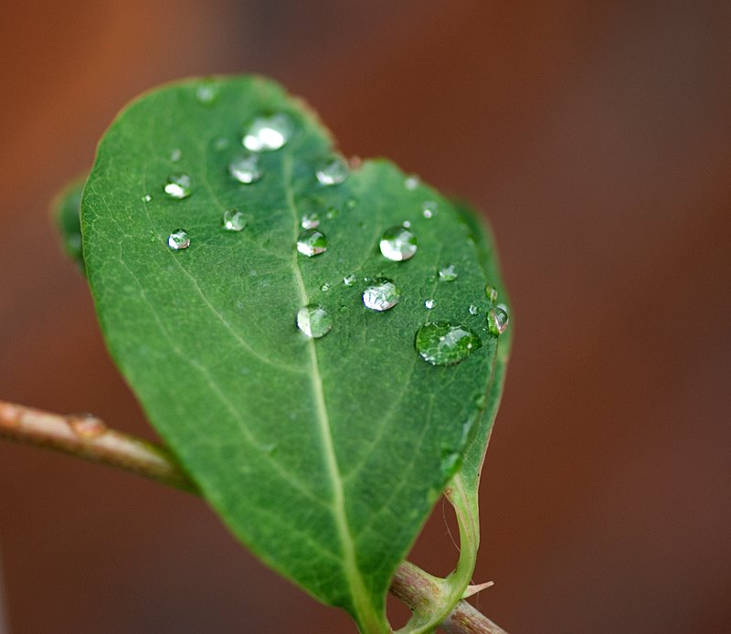 [Wet+leaf.jpg]