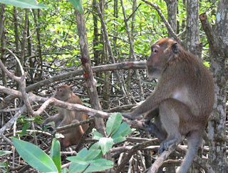 Monkeys at Bang Rong